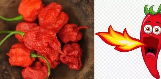Habanero Alternatif: Pilihan Pedas Selain Cabai Habanero
