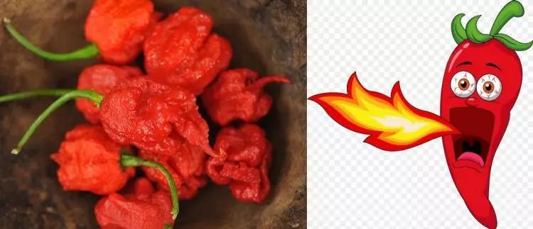 Habanero Alternatif: Pilihan Pedas Selain Cabai Habanero
