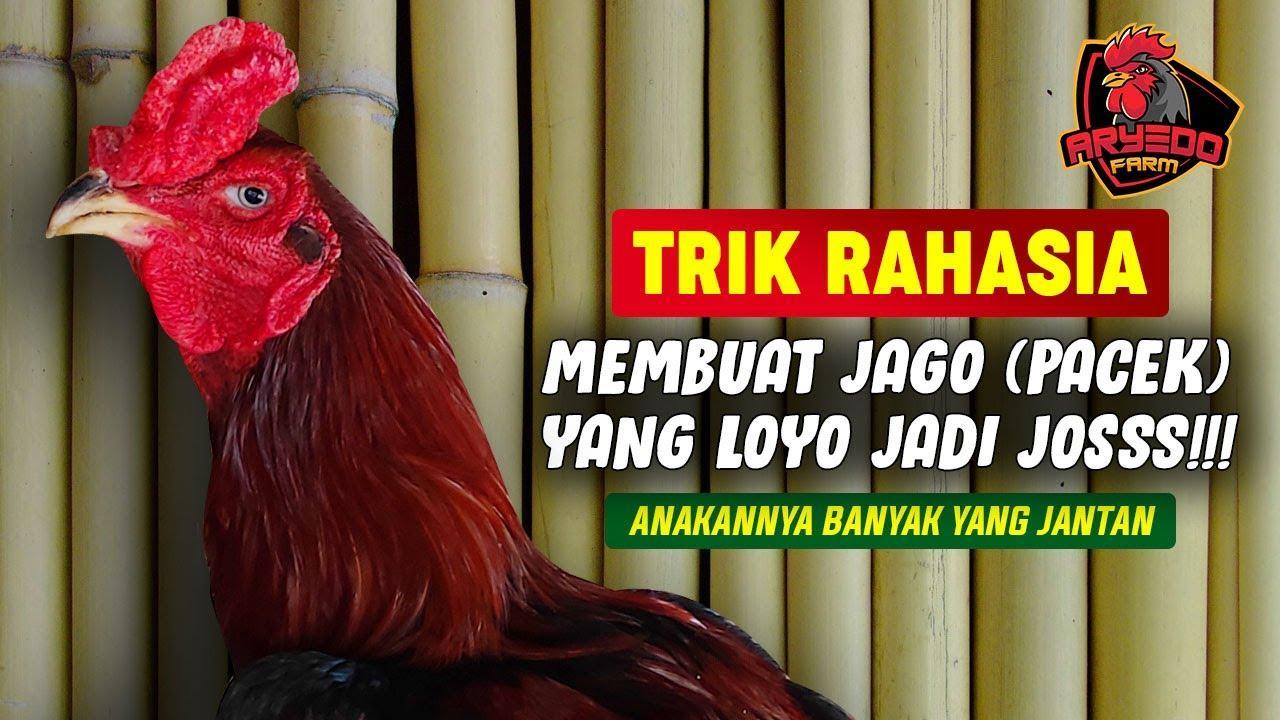 Tips Agar Ayam Gacor Rupiah